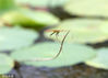 2022年6月28日，一只蜻蜓在河北省邢台市广宗县迎宾湖公园的荷塘里小憩。