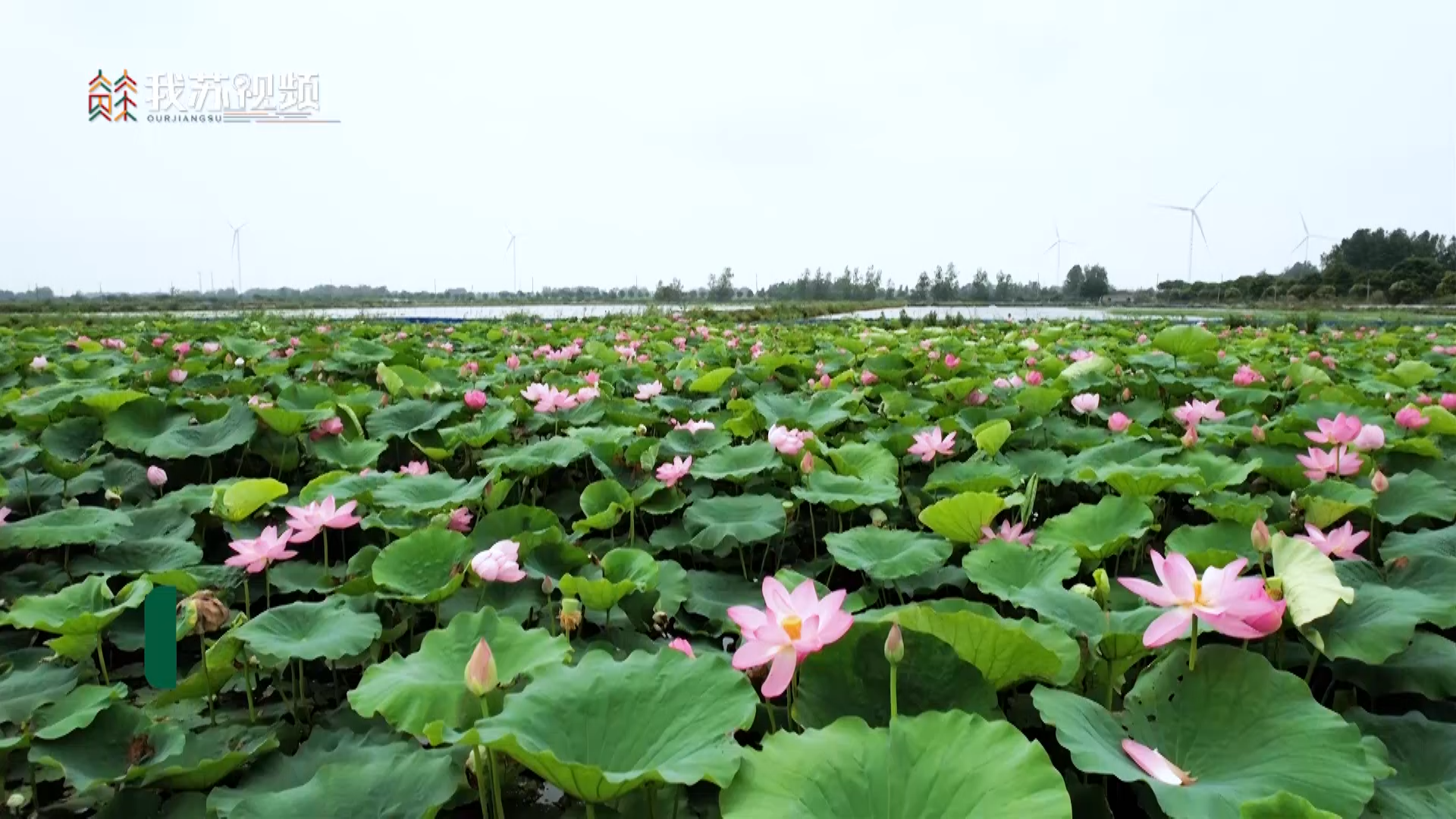金湖荷叶田田荷花连连