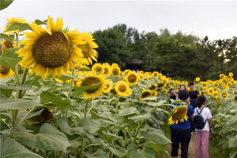 北京奥森百亩向日葵进入最佳观赏期 吸引游客打卡
