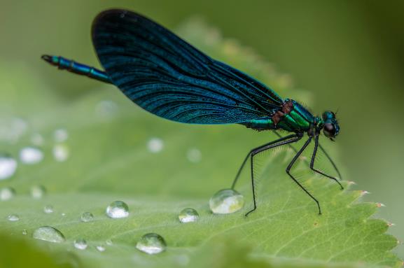 昆虫|科学家发现最早的昆虫母爱