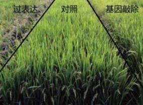 水稻|我国科学家发现水稻高产重要基因
