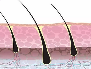 毛囊|拯救秃顶有进展 掌握毛囊生死的化学物质发现
