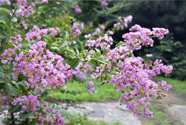 北京夏日时节国家植物园紫薇花开进入盛花期 香气扑鼻令人陶醉