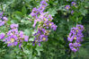 2022年7月2日，北京，夏日时节，国家植物园紫薇花开进入盛花期，香气扑鼻令人陶醉。