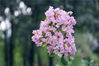 2022年7月2日，北京，夏日时节，国家植物园紫薇花开进入盛花期，香气扑鼻令人陶醉。