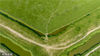 2022年8月11日，河南三门峡，在湖滨区王官黄河湿地，黄河岸边碧草青青，犹如铺上一层绿茸茸的地毯，形成了一幅美丽的画卷，总面积近千亩的黄河湿地变身为美丽的大草原。
