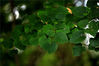  2022年8月15日，当日末伏，江苏省淮安市古黄河畔植物繁茂，清新靓丽，红黄绿五彩缤纷，已然有淡淡的秋意。