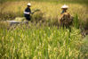 2022年8月17日，贵州省从江县刚边壮族乡银平村村民在田间收获水稻。