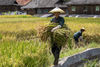 2022年8月17日，贵州省从江县刚边壮族乡银平村村民在田间收获水稻。
