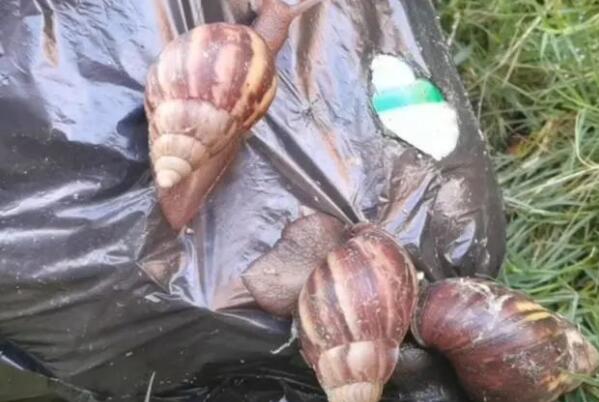 |雨后出现“巨型蜗牛” 专家：别摸！别养！别吃！