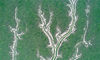 2022年7月30日，江苏省盐城市大丰区沿海滩涂湿地，海水对湿地泥沙冲刷形成了形状各异的沟壑，呈现海滨“森林”景观。

