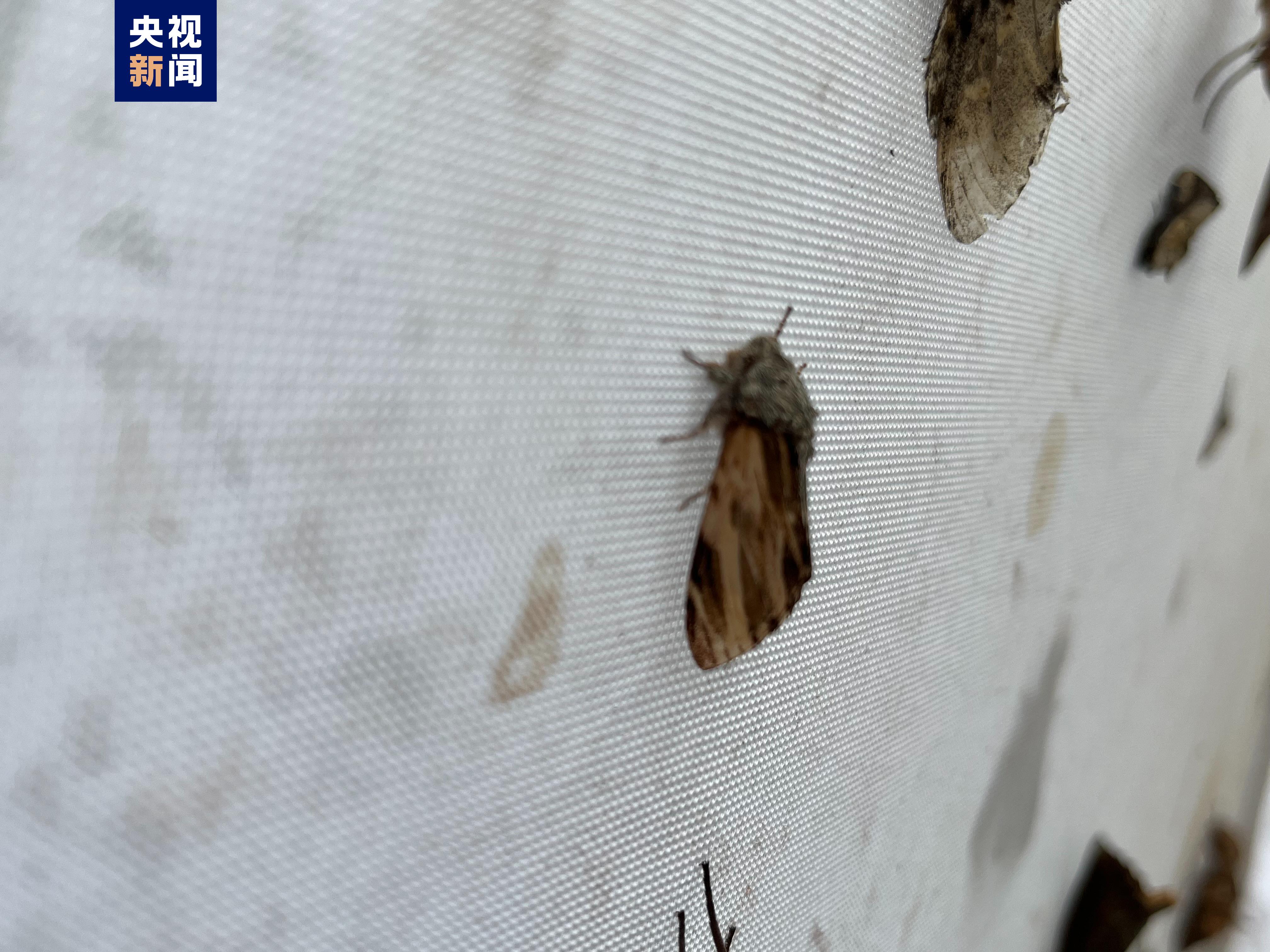 |“昆虫王国”再现新物种！武夷山国家公园发现昆虫新种