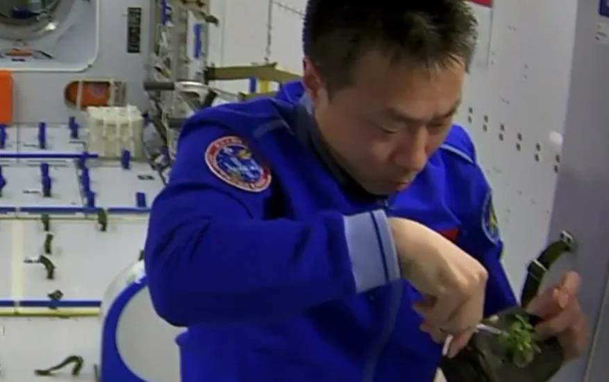 航天员|“神十四”航天员实现太空“种菜” 在轨工作顺利推进