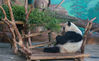 笔者在南宁动物园里看到，大熊猫在空调房里啃食竹子、黑熊四脚朝天地做着“水疗”、牦牛接踵摩肩地在水池里泡澡、犀鸟攀上高枝享受着“人工降雨”......动物们花式避暑的妙招萌趣十足，让人忍俊不禁。