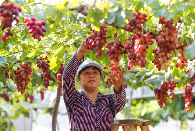 安徽黄山：葡萄成熟 采摘忙