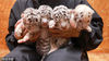 2022年7月29日，山东省荣成市西霞口神雕山野生动物园，一只雌性孟加拉白虎诞下四只虎宝，其中一只为珍稀雪虎，三只为孟加拉白虎。目前，虎宝们体征平稳，主食为奶粉。