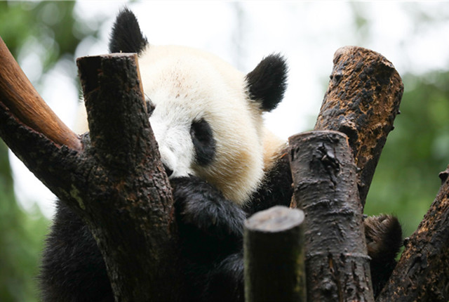 成都：熊猫基地重新开园 大熊猫先“睡”为敬