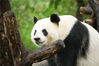 2022年8月4日，成都大熊猫繁育研究基地，自7月29日因疫情防控需要而闭园后在今天重新开园，大熊猫们在雨后新鲜的空气中，一边睡觉一边开始营业。