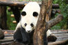 2022年8月4日，成都大熊猫繁育研究基地，自7月29日因疫情防控需要而闭园后在今天重新开园，大熊猫们在雨后新鲜的空气中，一边睡觉一边开始营业。