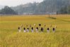 2022年9月10日，游客在重庆市黔江区马喇镇贡米基地的稻田里游玩。 当天是中秋假的第一天。来源：IC photo
 杨敏/IC photo
