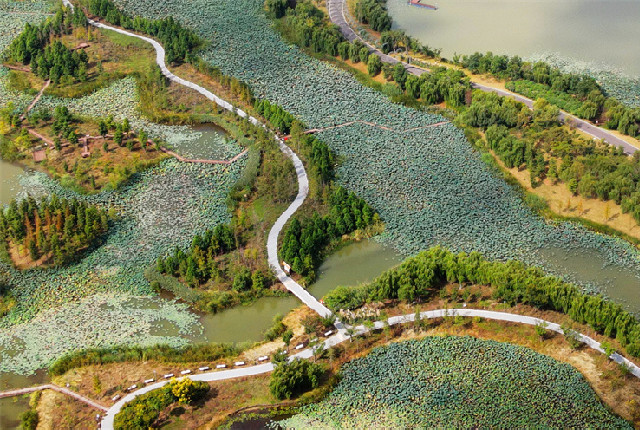 扬州北湖国家湿地公园层林尽染 秋景如画