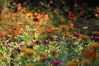 2022年9月19日，江苏省淮安市钵池山公园百日菊、硫华菊等各色菊花盛开，鲜花错落有致、高低起伏，宛如一幅迷人的五彩画卷。