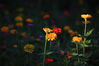 2022年9月19日，江苏省淮安市钵池山公园百日菊、硫华菊等各色菊花盛开，鲜花错落有致、高低起伏，宛如一幅迷人的五彩画卷。