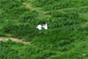 2022年9月20日，江苏南京，市民在石臼湖张许村段滩涂上拍摄照片。每逢枯水期，南京石臼湖滩涂上连片的茂密草地呈现独特的“草海”景观，场景酷似宫崎骏作品《龙猫》里的草原。这里也因此成为了当地民众的一处网红打卡点。中新社 泱波/cnsphoto/IC photo 编辑/陈进