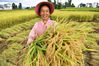 2022年9月14日，云南省大理州巍山县庙街镇盟石村委会陈德厂村村民在田间收割稻谷。