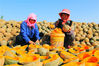 2022年9月16日，甘肃张掖群众正抢抓晴好天气对已经成熟的制种南瓜进行脱籽、清洗、晾晒，最后加工成南瓜种子进行销售。