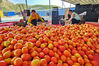 兰州市安宁区九合镇开隆种植养殖专业合作社的西红柿陆续成熟,鲜红的果实映“红”了农户的增收路。