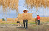 2022年9月22日，浙江省台州市仙居县大战乡车头村一家番薯面加工厂，党员、志愿者正在帮助农民晾晒番薯面。