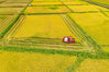 2022年9月28日报道，金秋时节，大地生“金”，全国各地农田逐渐变金黄，丰收季节的中国大地，壮美如画。