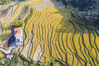 2022年9月28日报道，金秋时节，大地生“金”，全国各地农田逐渐变金黄，丰收季节的中国大地，壮美如画。