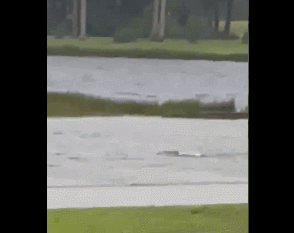  有鲨鱼在佛州充满洪水的街道上游动。（社交媒体视频截图）