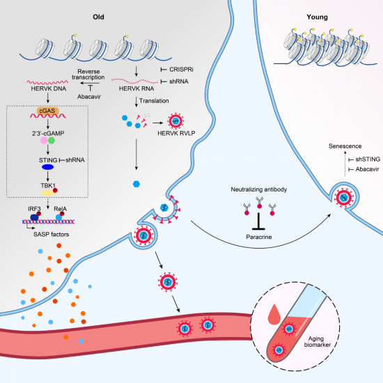 衰老|我国科学家揭示驱动衰老的古病毒密码
