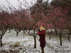 雪后的南京，梅花悄悄地开了。昨天（1月16日），南京梅花山上单瓣早白、粉红朱砂、江南宫粉、早玉蝶等早花品种已经进入始花期。枝头上，不少花朵开始萌动，沉寂了一年的梅花山开始点缀妆容，正是“探梅”的好时光。来源：我苏网 通讯员/李焜 编辑/陈进