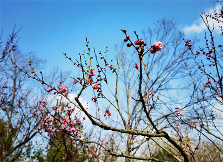 春节假期，南京梅花山梅花迎来观赏期