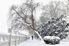 2023年1月24日，市民在山东省烟台市福山区街头冒雪出行。
