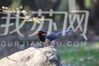 今天（1月27日）上午，阳光明媚，南京紫金山东郊的树林中，美好的生态环境吸引一群可爱的蓝羽天使光临，十多只红嘴蓝鹊常在腊梅花间跳上跳下或在树间飞来飞去，飞翔时多呈滑翔姿势，它们全身长约40厘米，上身蓝色，头黑色，嘴红色，尾十分长，发出多种不同的鸣叫声和口哨声，引游客驻足观赏。来源：我苏网 通讯员/武家敏 编辑/许婷