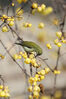 2023年1月19日，重庆，一只鸟停在黔江区河滨公园的腊梅花枝上。
