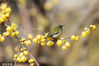 连日来，重庆市黔江区河滨公园的腊梅花开，吸引了不少鸟儿在花间栖息、戏耍，让人们感受到了春的信息。