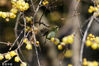 2023年1月19日，重庆，一只鸟停在黔江区河滨公园的腊梅花枝上。来源：视觉中国
