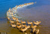 2021年4月14日，江苏东台条子泥湿地，大批野生麋鹿在湿地奔跑。