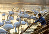2022年12月30日，在山西省运城市平陆县三湾黄河湿地，夕阳下一群白天鹅在波光粼粼的河面上游弋嬉戏。
