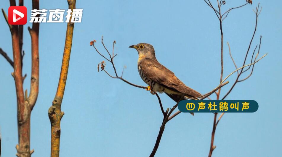 聞音識鳥江蘇開展鳥鳴智慧監測兩個月識別54種鳥類