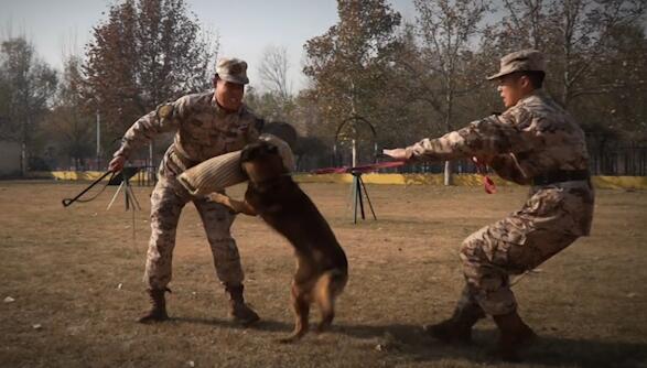 战斗力满满！一起探秘“特殊”战友警犬训练日常|荔枝军事
