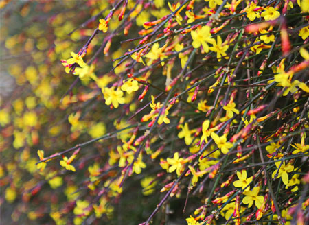 雨润迎春花艳 春天真的来了