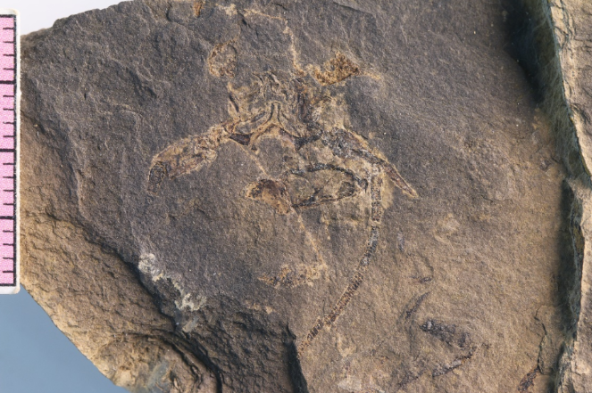 化石|2.5亿年前化石宝库现世：展现史上最大生物大灭绝后的新世界