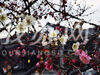 2月16日，位于南京老门东入口附近的几株梅花引起了路人的注意，每株都与众不同地开出两种花色。红白相间，赏心悦目。这些双色梅花都是嫁接的，才会有一树双色，为这条景观大道增添了一抺亮丽色彩。